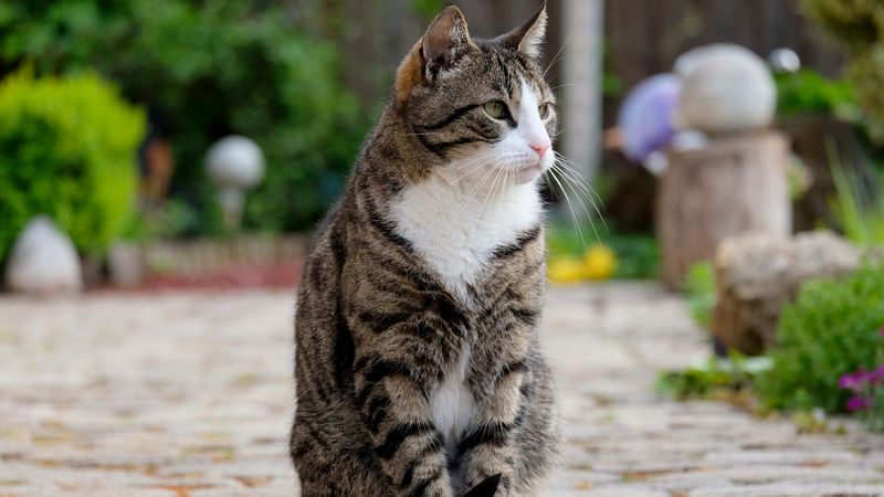 cat, sitting, striped, 4k