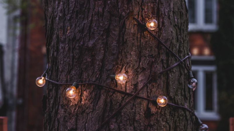 trunk, bark, tree, lamp, garland, 4k