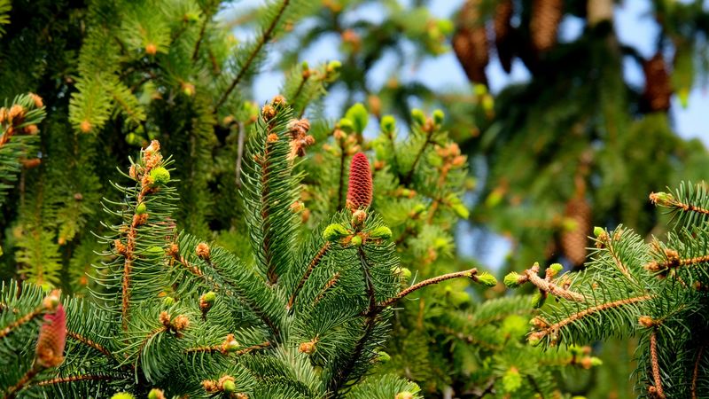 fir, needles, cones, 4k