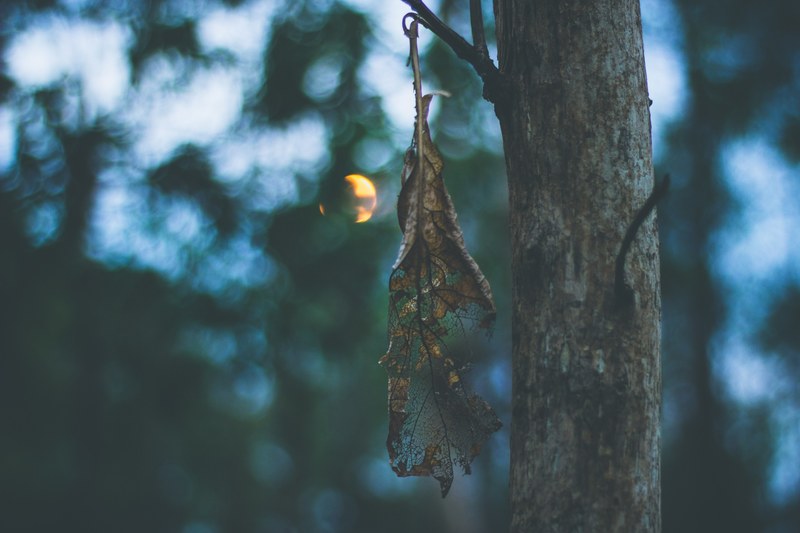 a wilting leaf hanging down from a tree branch during sunset, wilting leaf on a branch 4k