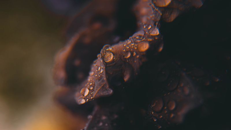 drops, macro, blurred, 4k