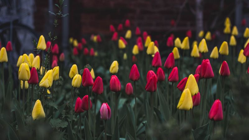 tulips, flower bed, flowers, 4k