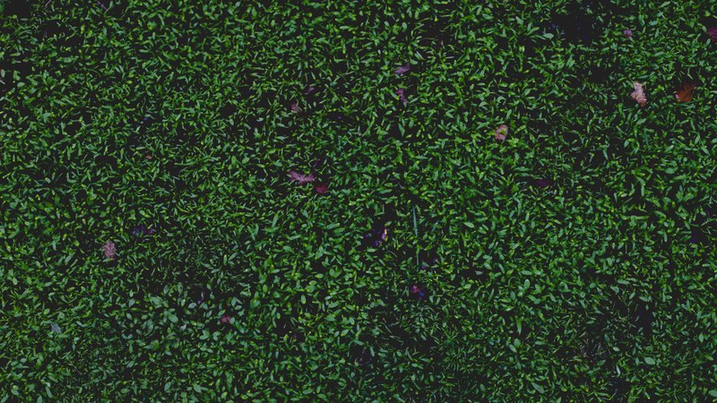 green dark leaf and damp 4k