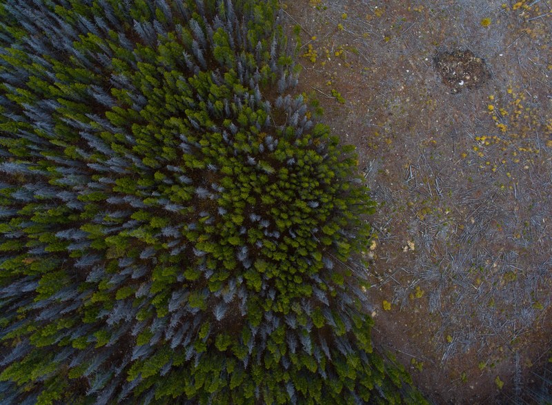 a drone shot of a clearing in an evergreen forest in silverthorne colorado, forest clearing from above 4k