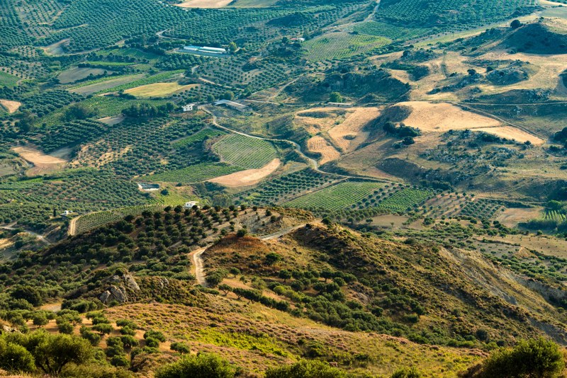 hill tree land and agriculture 4k