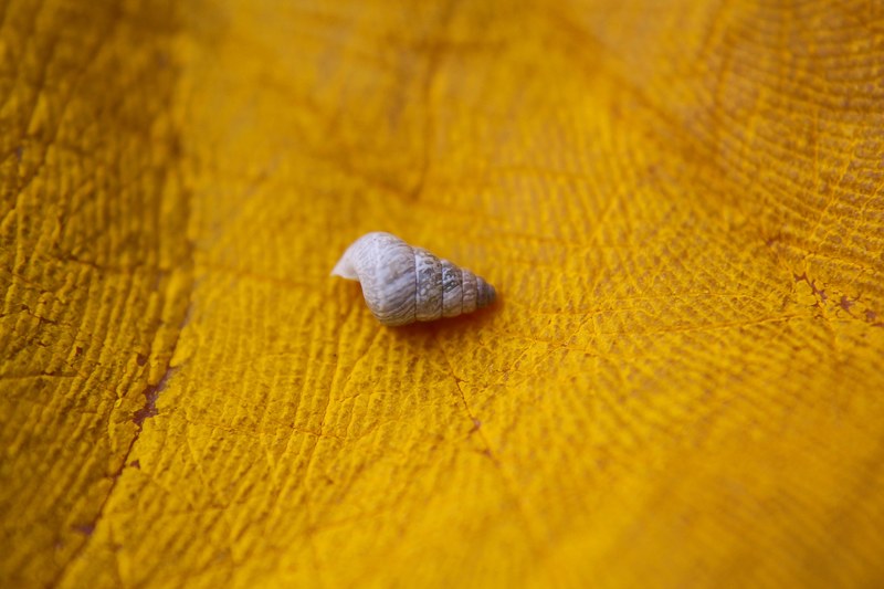shell macro seashell and closeup 4k