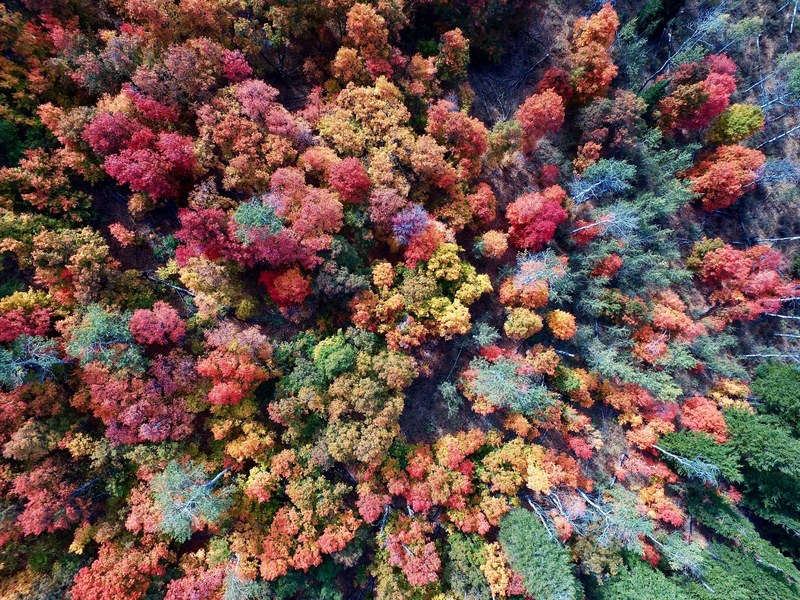 drone shot of a forest in autumn colors, beautiful autumn forest 4k