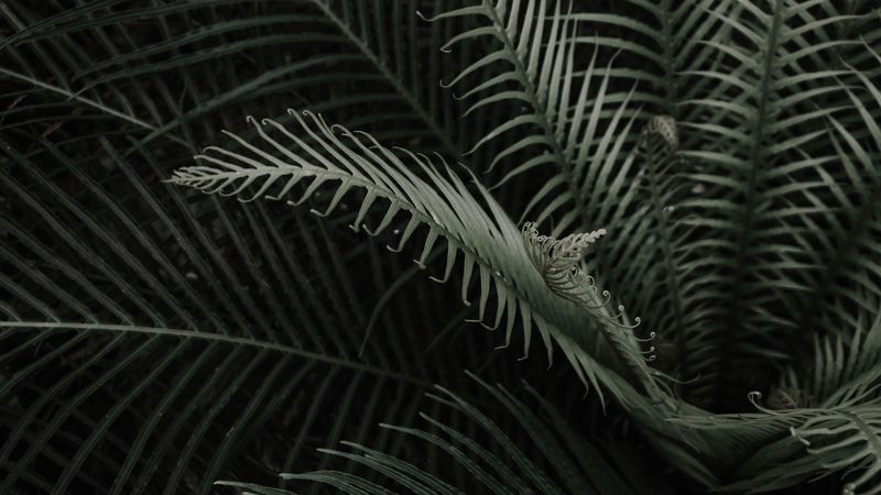 plant, branches, leaves, 4k