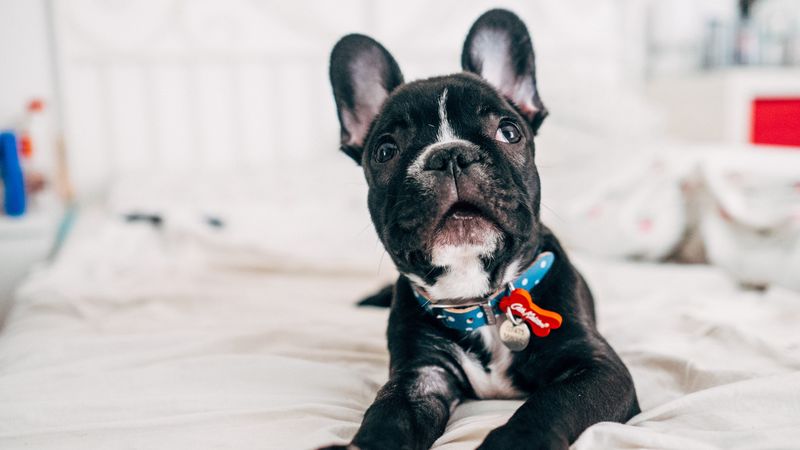 bulldog, puppy, muzzle, collar, 4k
