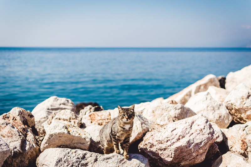 a tabby walking on jagged rocks at the seashore, a cat in the rocks 4k