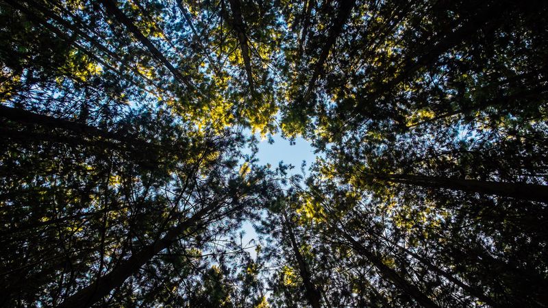 trees, tops, sky, leaves, 4k