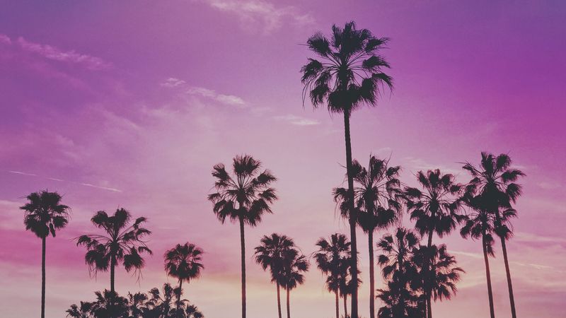 palms, trees, sunset, 4k