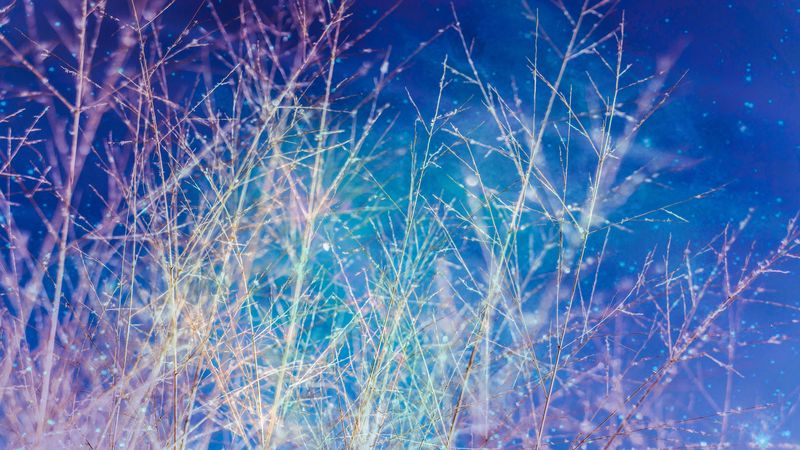 branches, sky, shine, 4k
