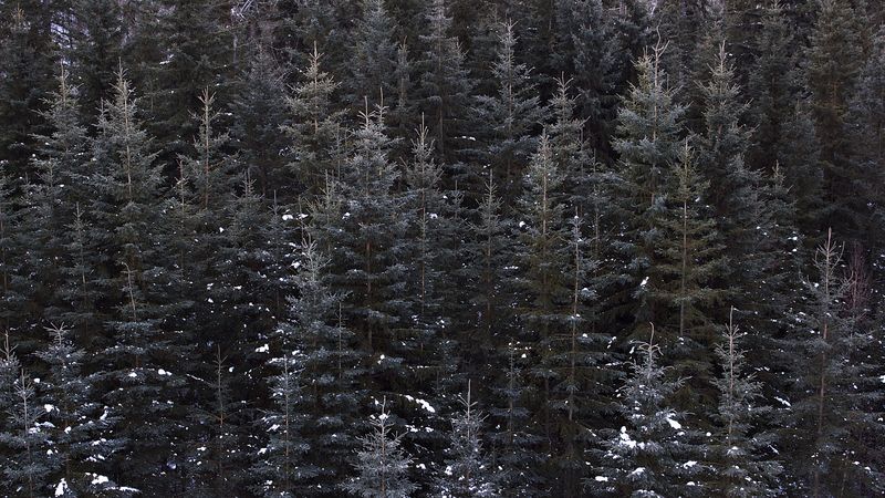 trees, top view, forest, 4k