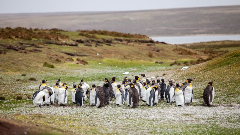 penguins, flock, grass, shore, 4k