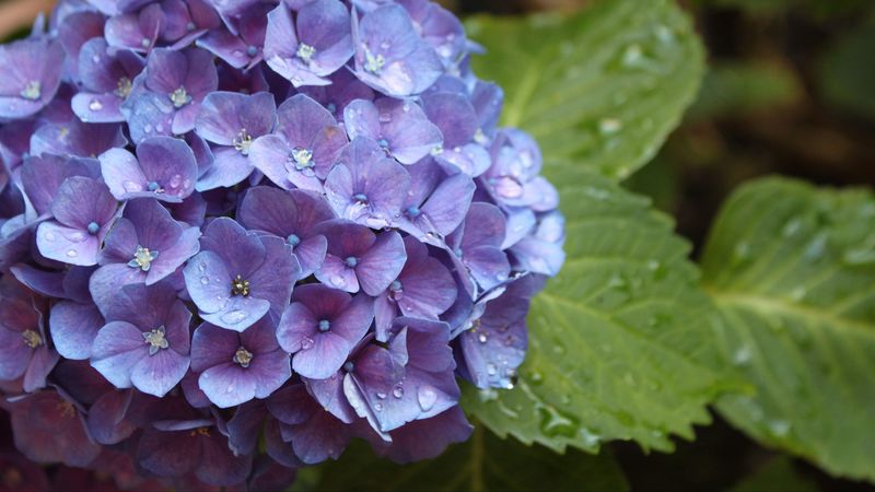 hydrangea, flower, drops, buds, 4k