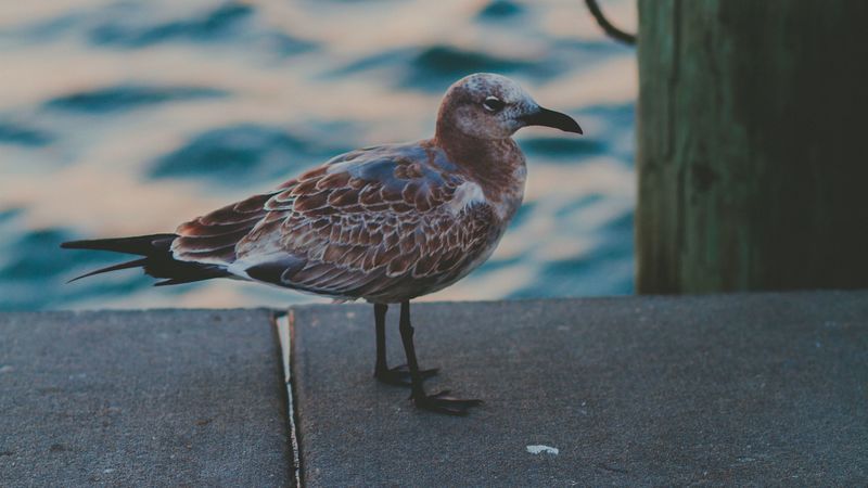 seagull, sea, bird, spotted, 4k