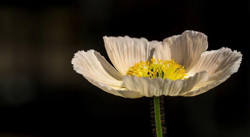 close up of a flower with large white petals opening up in the sun, blooming white flower 4k