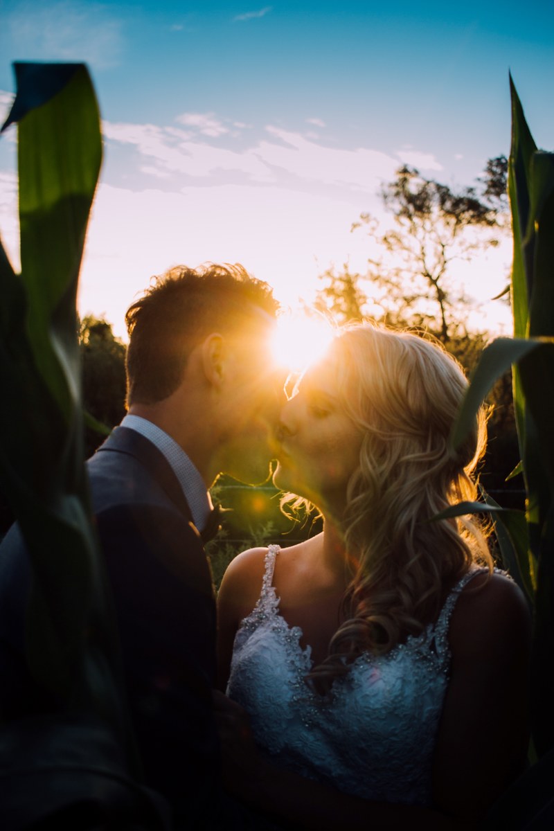 a bride and groom kiss each other at their wedding the sun shining brightly in the background, newlyweds kiss in a cornfield 4k