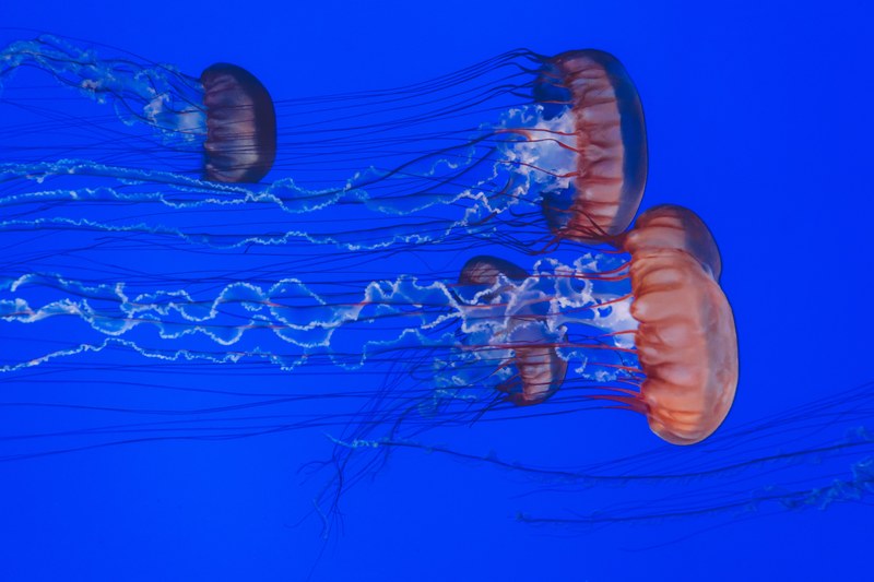 blue background underwater aquarium and jelly 4k