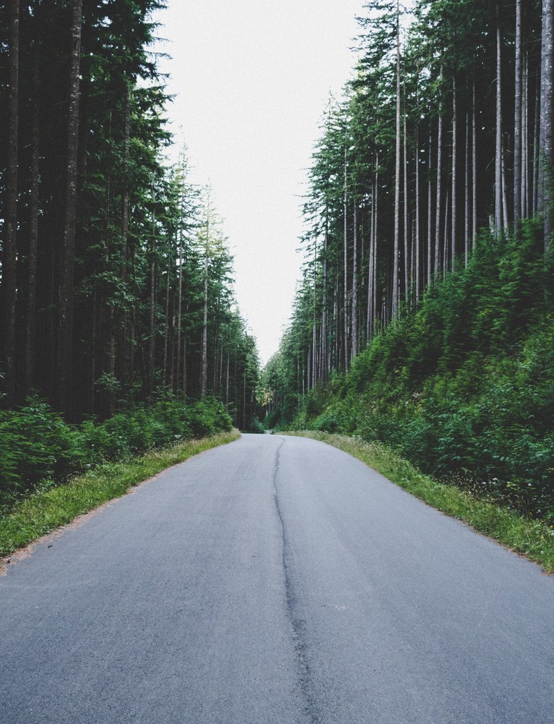 a road through a forest 4k