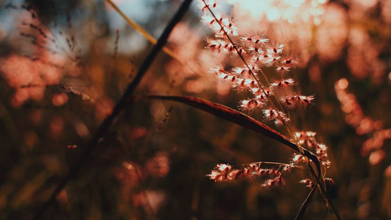plant, branch, light, 4k