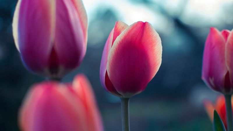 tulip, bud, petals, 4k
