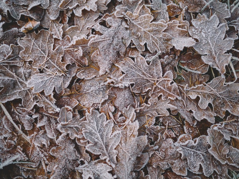 pile of small brown leaves stacked upon one another surrounded by sticks, pile of leaves 4k