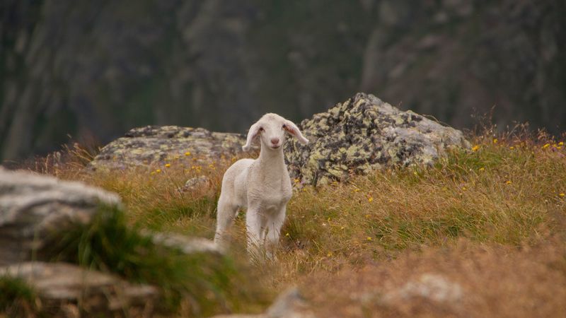 lamb, sheep, cub, mountains, 4k