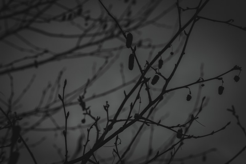 shadow plant minimalistic and minimalist 4k