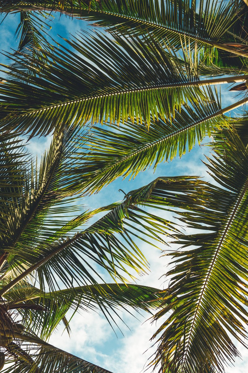 tree leaf plant and palm tree hd, 4k