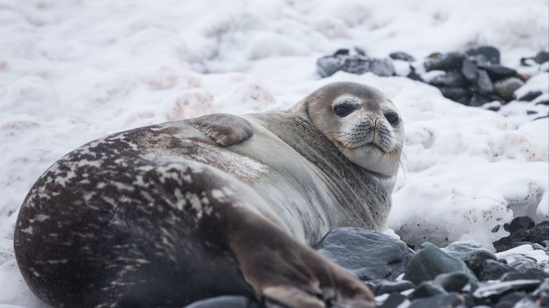 seal, fat, lying, 4k