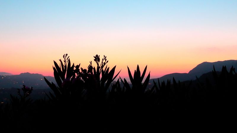 flowers, shadow, plant, sunset, 4k