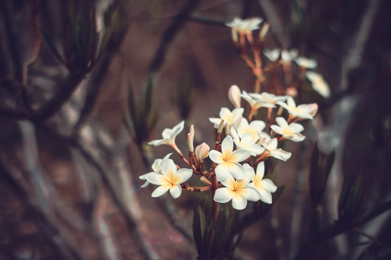 a grouping of white plumeria flowers, white plumeria cluster 4k