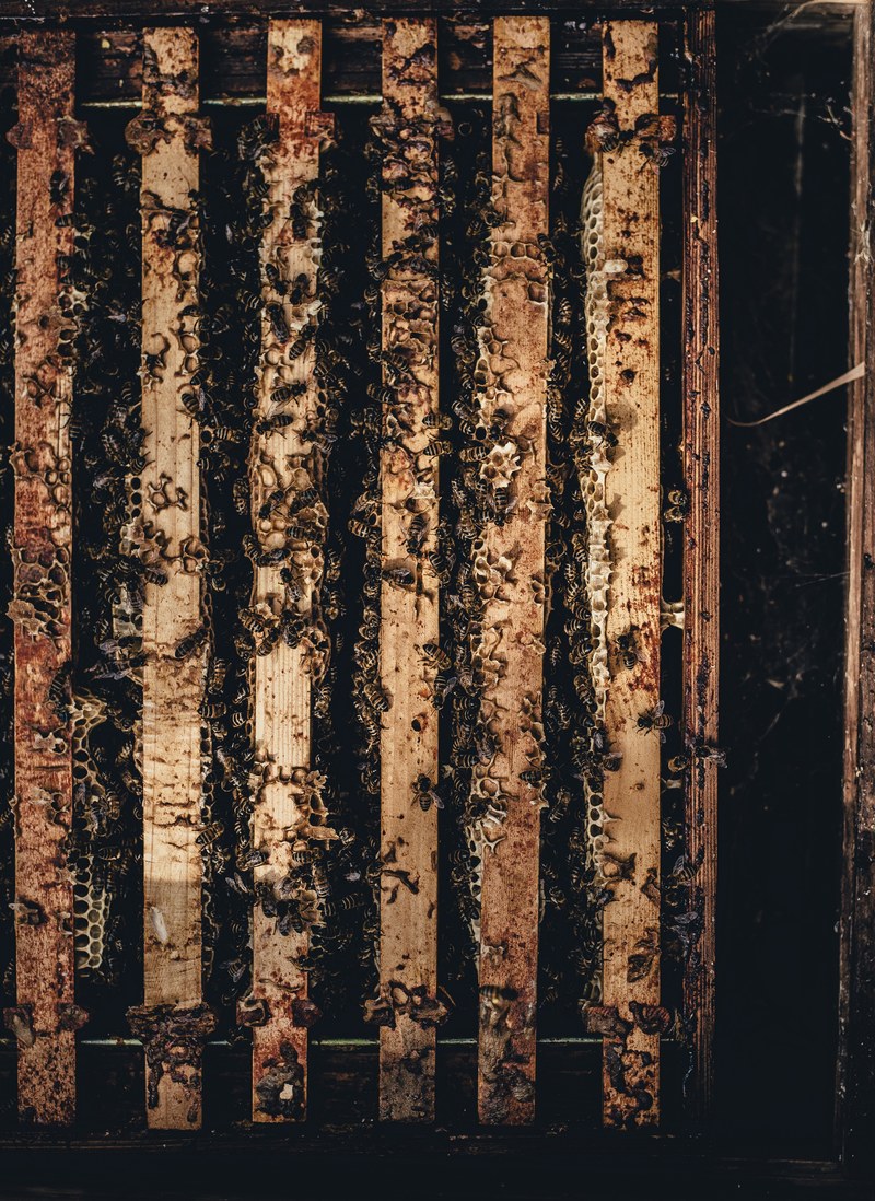 bee hive honey and wing hd, 4k