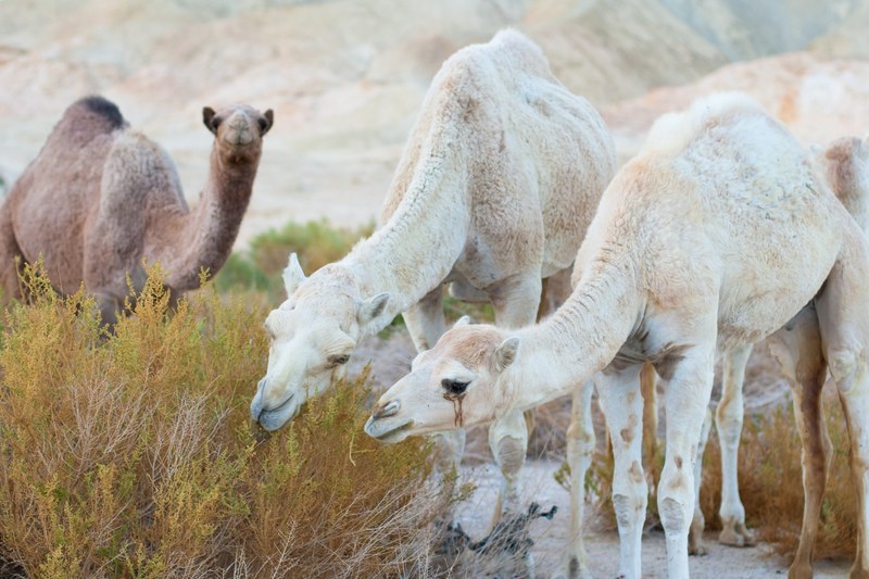 camels graze on grass in the desert of tzofar, camels in the arava 4k