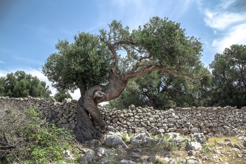 a gnarled tree near a low stone wall on a sunny day, tree by the stone wall 4k