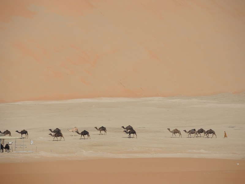 a herd of camels walking through a stream of water in the desert, _camels crossing the desert 4k