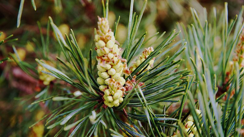 needles, branches, pins, cones, 4k