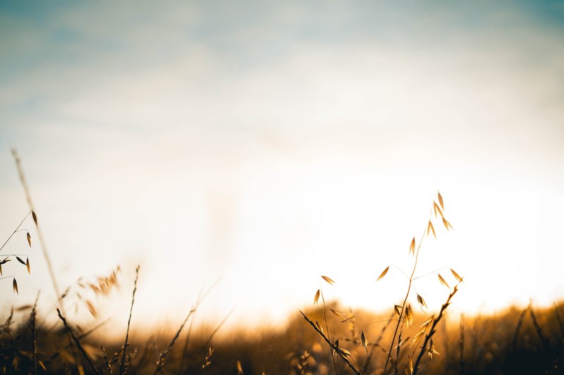 bright sky over a meadow during golden hour, ellwood 4k