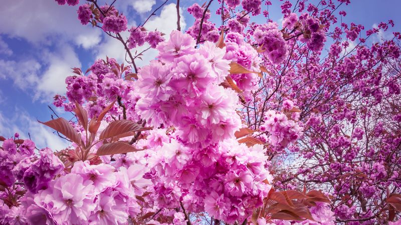 sakura, cherry, flowers, 4k