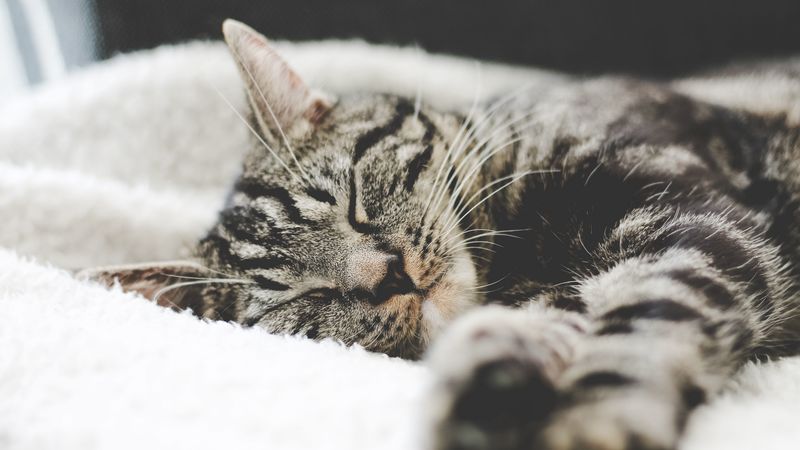 cat, muzzle, striped, lies, 4k