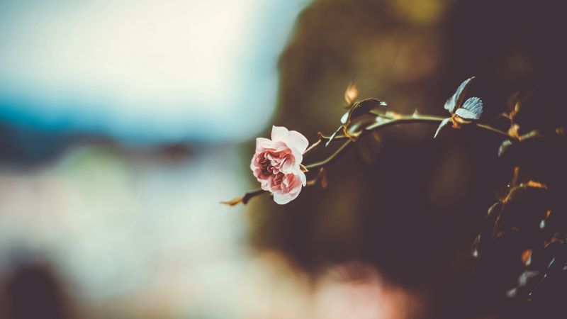 flower, branch, blur, 4k