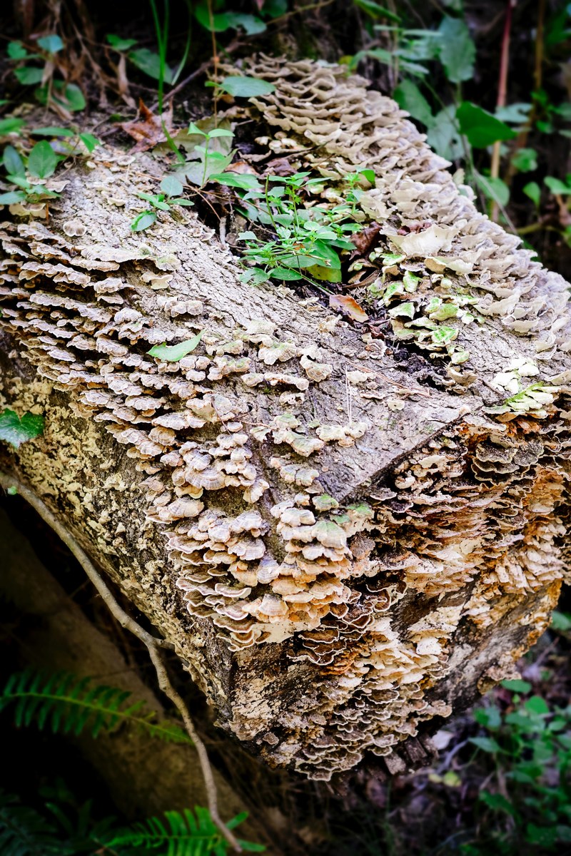 rustic looking log 4k