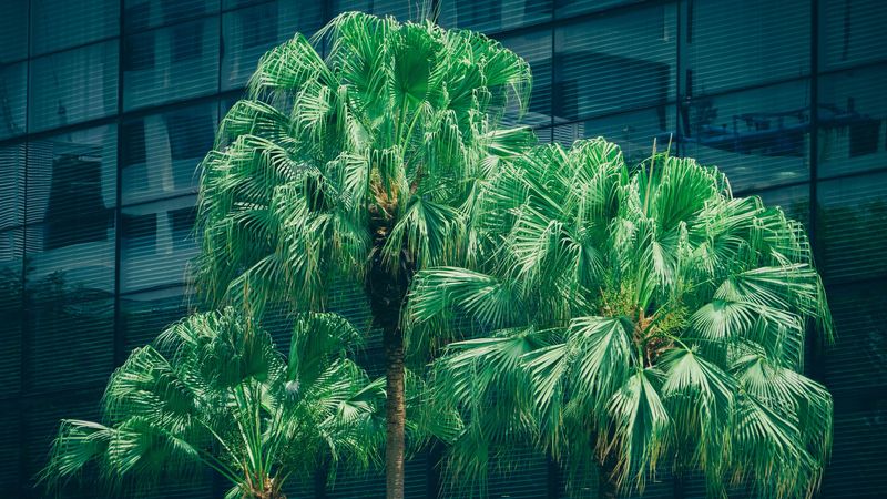 palms, trees, foliage, 4k