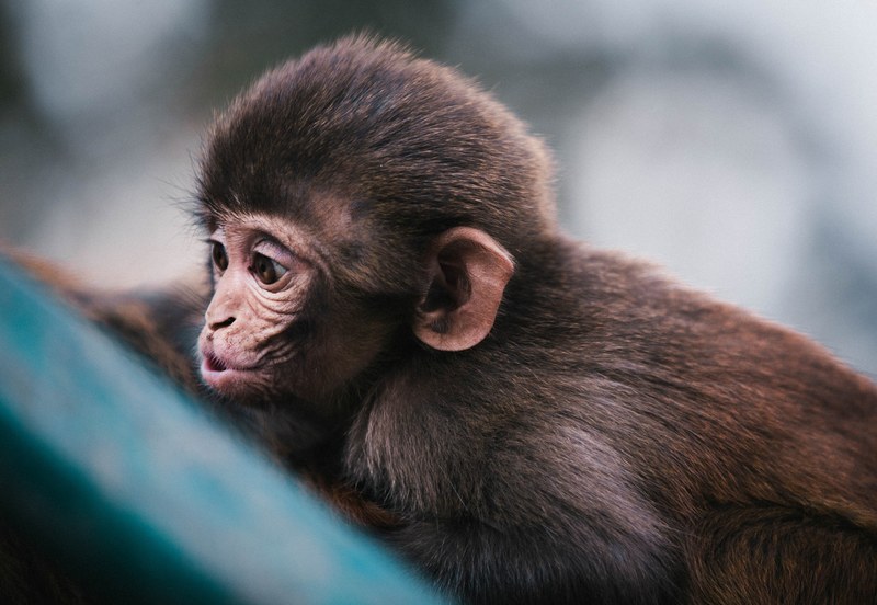 monkeys in nepal 4k