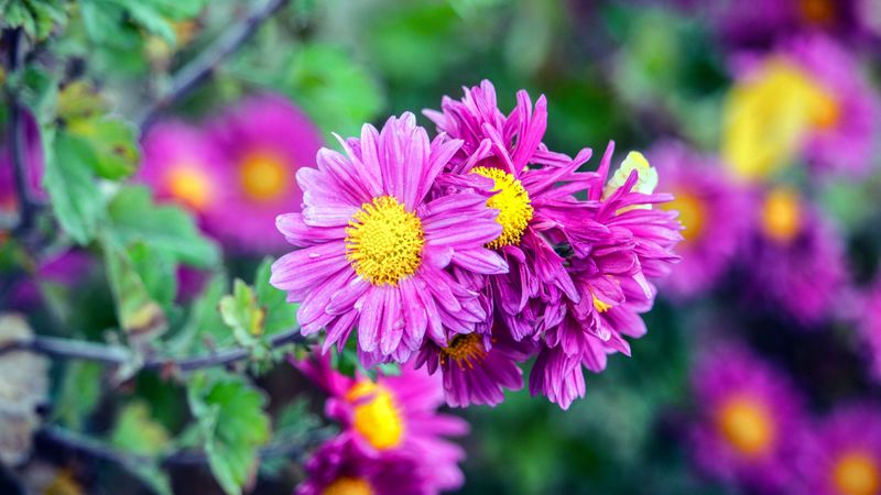 flowers, buds, petals, 4k