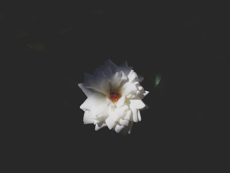 an overhead shot of a flower with silky white petals, silky smooth white petals 4k