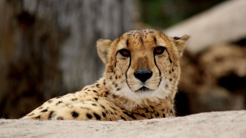 cheetah, predator, muzzle, 4k