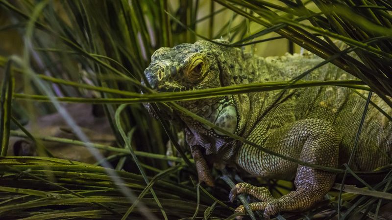 chameleon, grass, animal, 4k